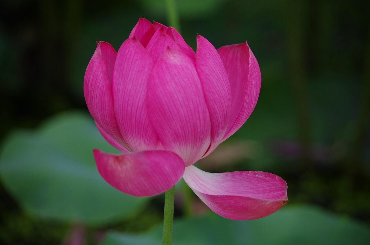 不動産一括査定を利用した場合の引っ越し費用はどれくらいかかるか？